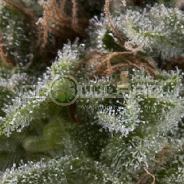 Pyramid Auto Lennon 50 ks Fem.