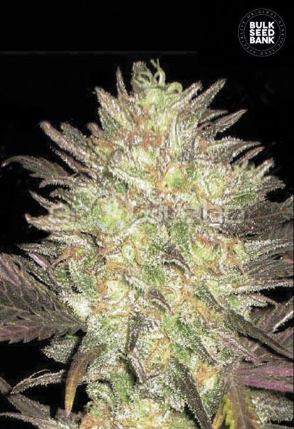 Bulk Seeds Auto Levander Best 5 ks, Fem.