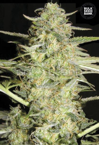 Bulk Seeds Auto Loveryder 5 ks, Fem.