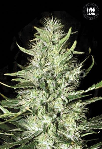 Bulk Seeds Auto Mazar Extra 10 ks, Fem.