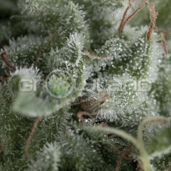 Pyramid Auto Nefertiti 5 ks, Fem.