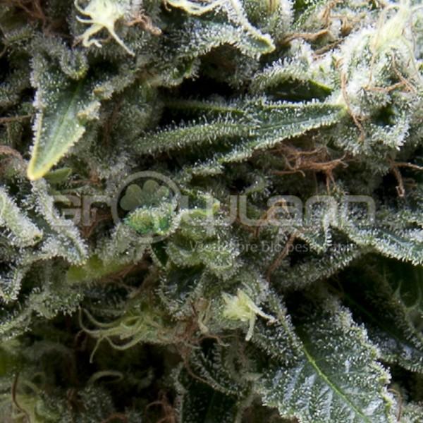 Pyramid Auto New York City 5 ks, Fem.