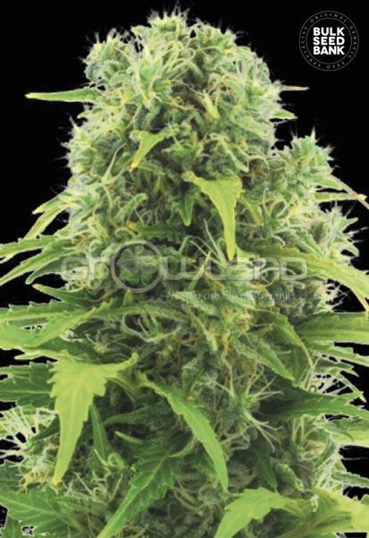 Bulk Seeds Auto Northern Light 10 ks, Fem.