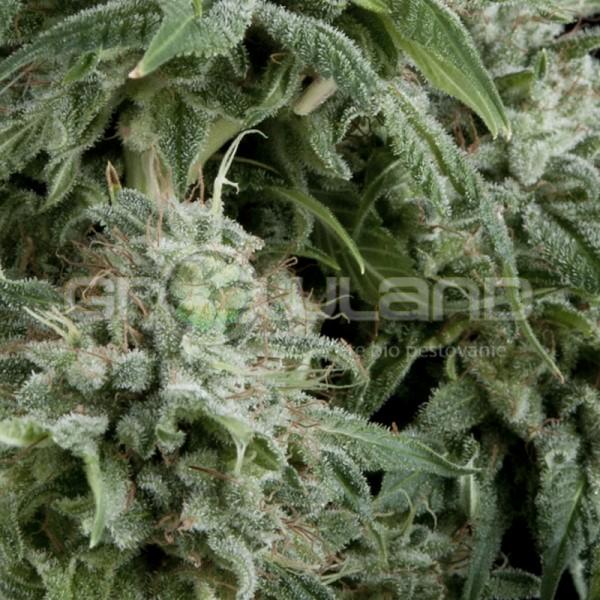 Auto Northern Light CBD 3 Ks.