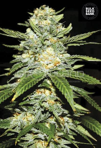 Bulk Seeds Auto Perfect Power Plant 10 ks, Fem.