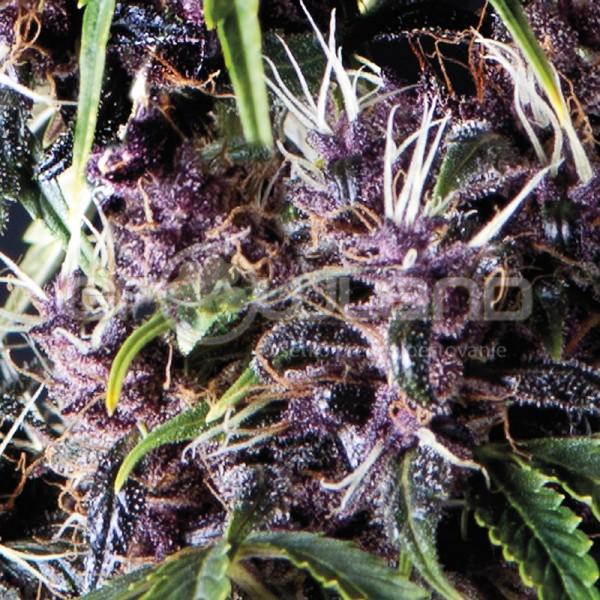 Pyramid Auto Purple 3 ks Fem.