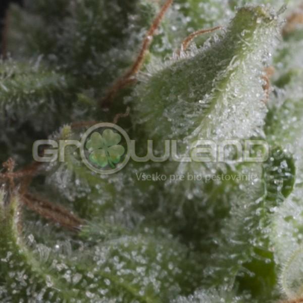 Pyramid Auto Shark 3 ks, Fem.