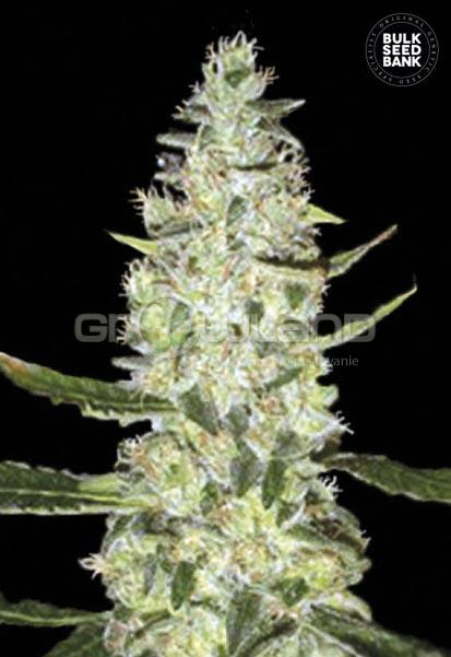 Bulk Seeds Auto Special Skunk 10 ks, Fem.