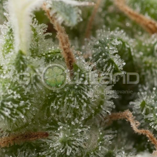 Pyramid Auto Super Hash 50 ks, Fem.