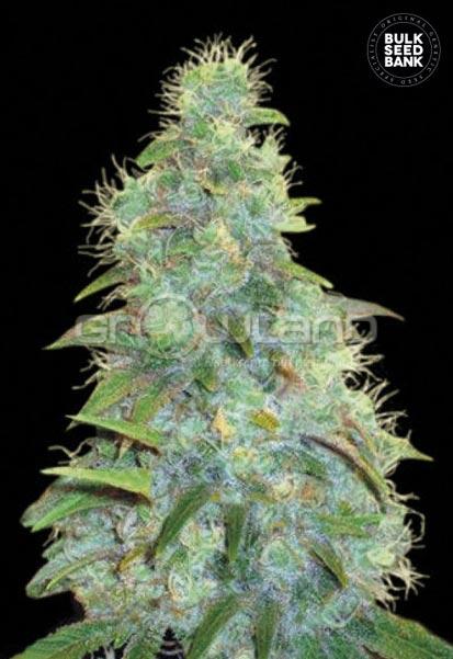 Auto Sweet Tooth 5 ks, Fem.