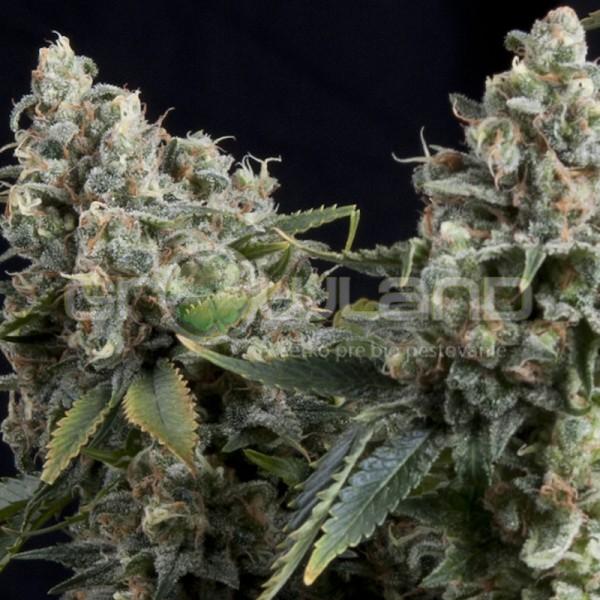 Pyramid Auto Tutankhamon, 50 ks, Fem.