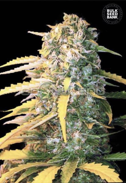 Bulk Seeds Auto White Widow 10 ks, Fem.