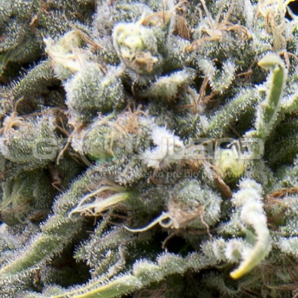 Auto White Widow CBD 3 ks.