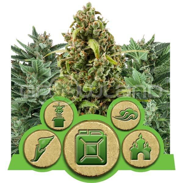 Autoflowering Mix 3 ks fem.