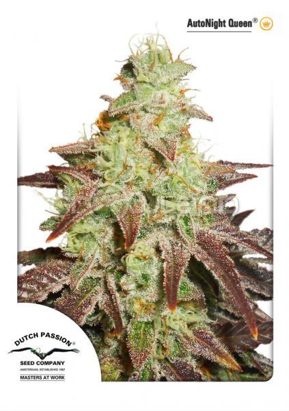 DP AutoNight Queen 7 ks, Fem.