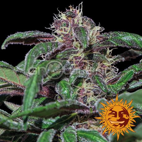 BAR - Ayahuasca Purple, 3 ks, Fem.