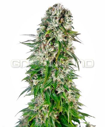 Sensi seeds Big Bud Automatic.Fem. 5 Ks.