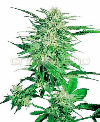 Sensi seeds Big Bud Fem. 10Ks.