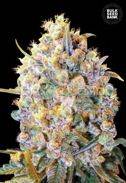 Bulk Seeds Bigger Bud 10 ks, Fem.