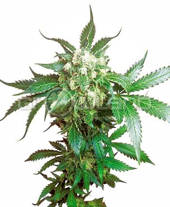 Sensi seeds Black Domina Fem. 10Ks.