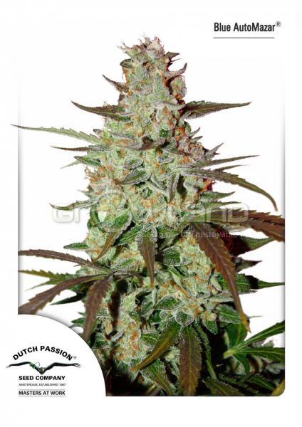 DP Blue Automazar 3 ks, Fem.