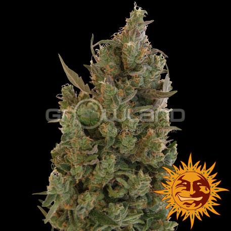 BAR - Blue Cheese, 10 ks, Fem.