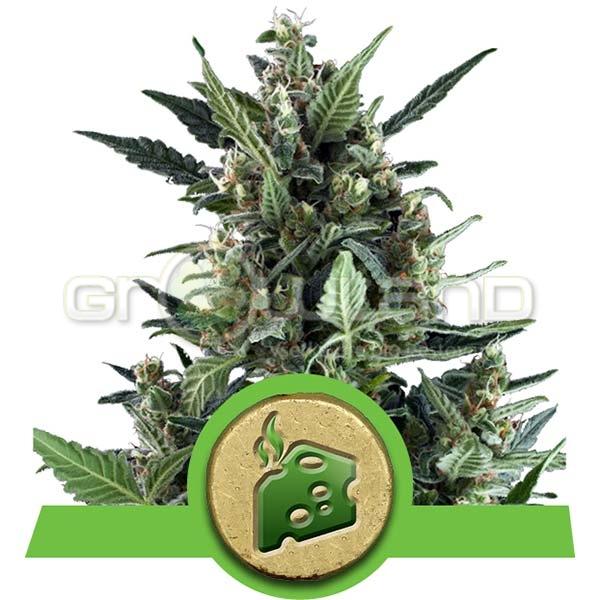 RQS Blue Cheese Automatic 1 ks, Fem.