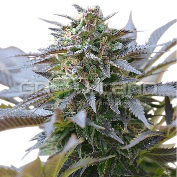 RQS Blue Mystic 3 ks Fem.