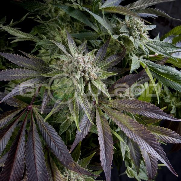 Pyramid Blue Pyramid 1 ks, Fem.