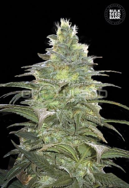 Bulk Seeds Blueberry Berry 10 ks, Fem.