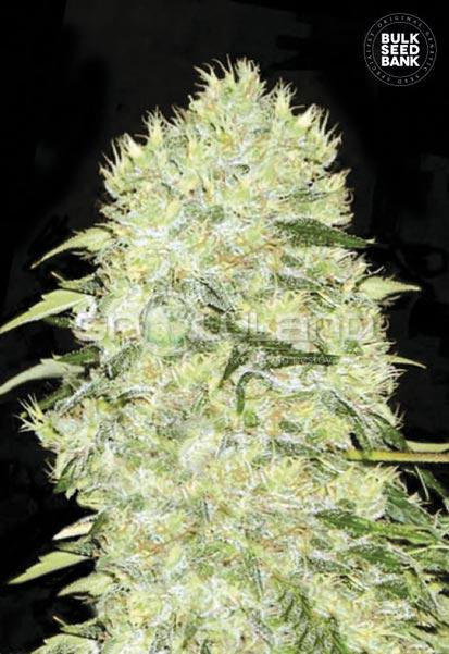 Bulk seeds Bubblegum Extra 5 ks, Fem.