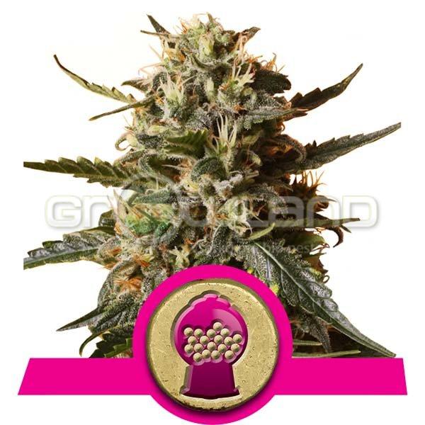 RQS Bubblegum XL - 3 ks, fem.