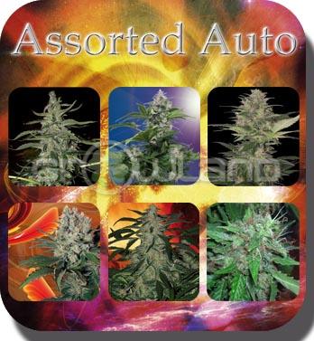 Buddha Assorted Mix autoflower - 1 ks, Fem.