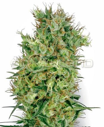Sensi seeds Cali Orange Bud Regul.