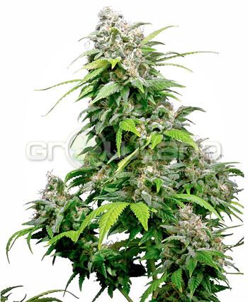 Sensi seeds California Indica® Regul.10ks