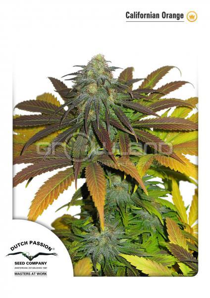 DP Californian Orange 10 ks Fem.