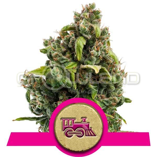 Candy Kush Express - Fast, 10 ks Fem.