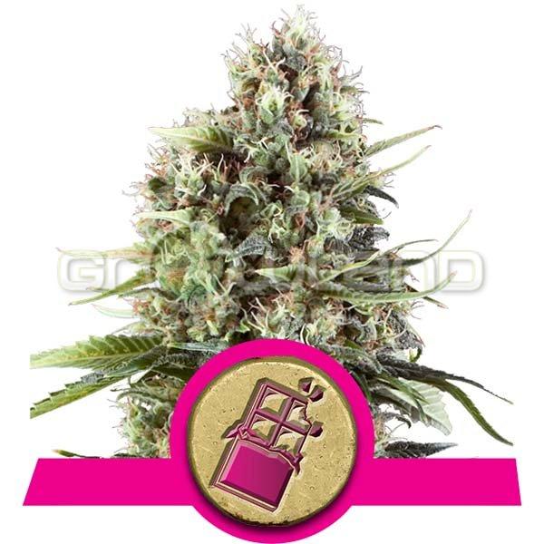 Chocolate Haze 10 ks Fem.