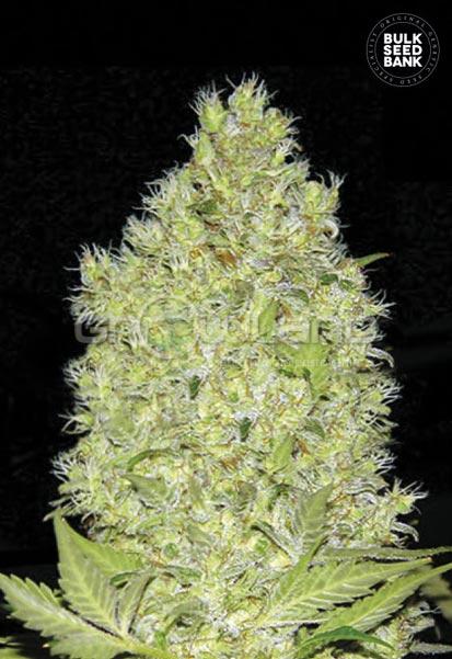 Bulk seeds Chronical 5 ks, Fem.