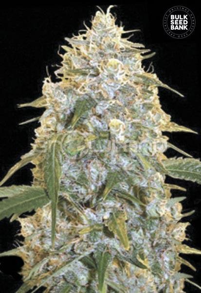 Bulk Seeds Cocopopo 10 ks, Fem.