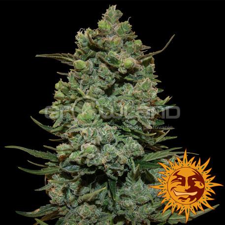 BAR - Cookies Kush, 5 ks, Fem.