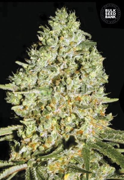 Bulk Seeds Critical 10 ks, Fem.