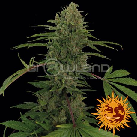 BAR - Critical Kush Auto, 5 ks, Fem.