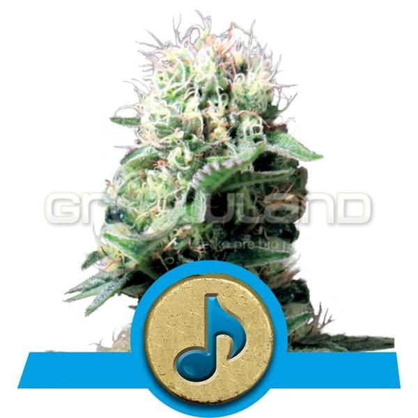 Dance World 10 ks, Fem.