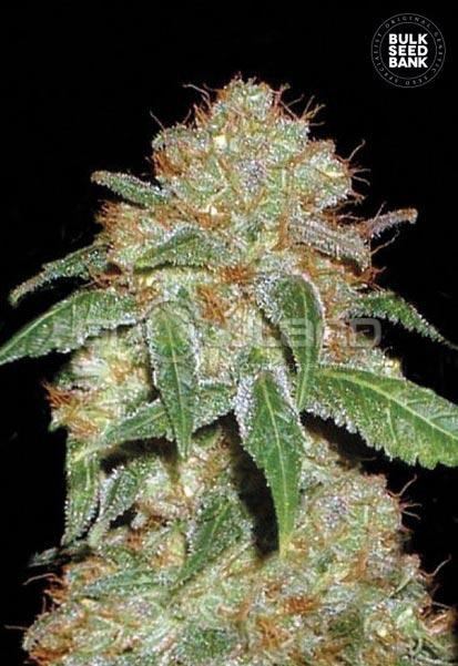Bulk Seeds Dark Domina 10 ks, Fem.