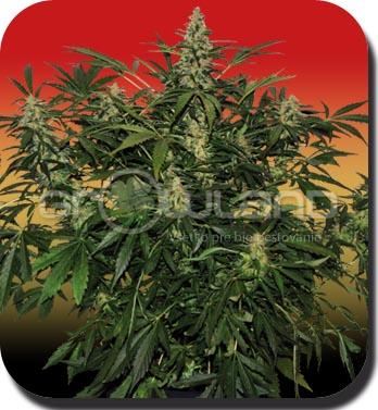 Buddha Deimos - autoflower 1 ks, Fem.