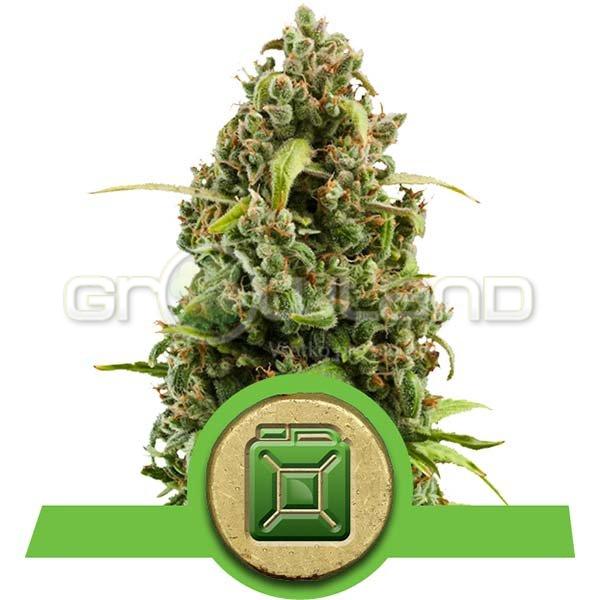 Diesel Automatic 10 ks Fem.