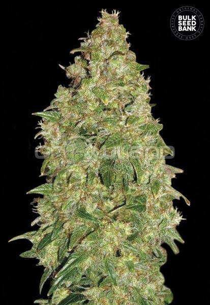 Bulk Seeds Dubai Poison 10 ks, Fem.