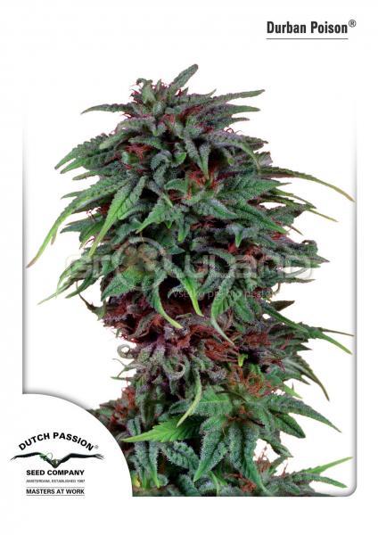 DP Durban Poison 10 ks reg