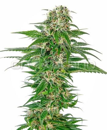 Sensi seeds Early Skunk Automatic. Fem. 5 KS.